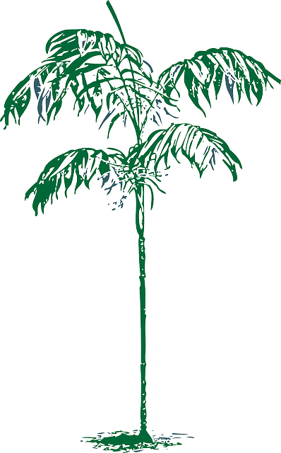 Outline, Palm, Tree, Plant, Coconut, Dates, Date - Palm Trees (398x640)