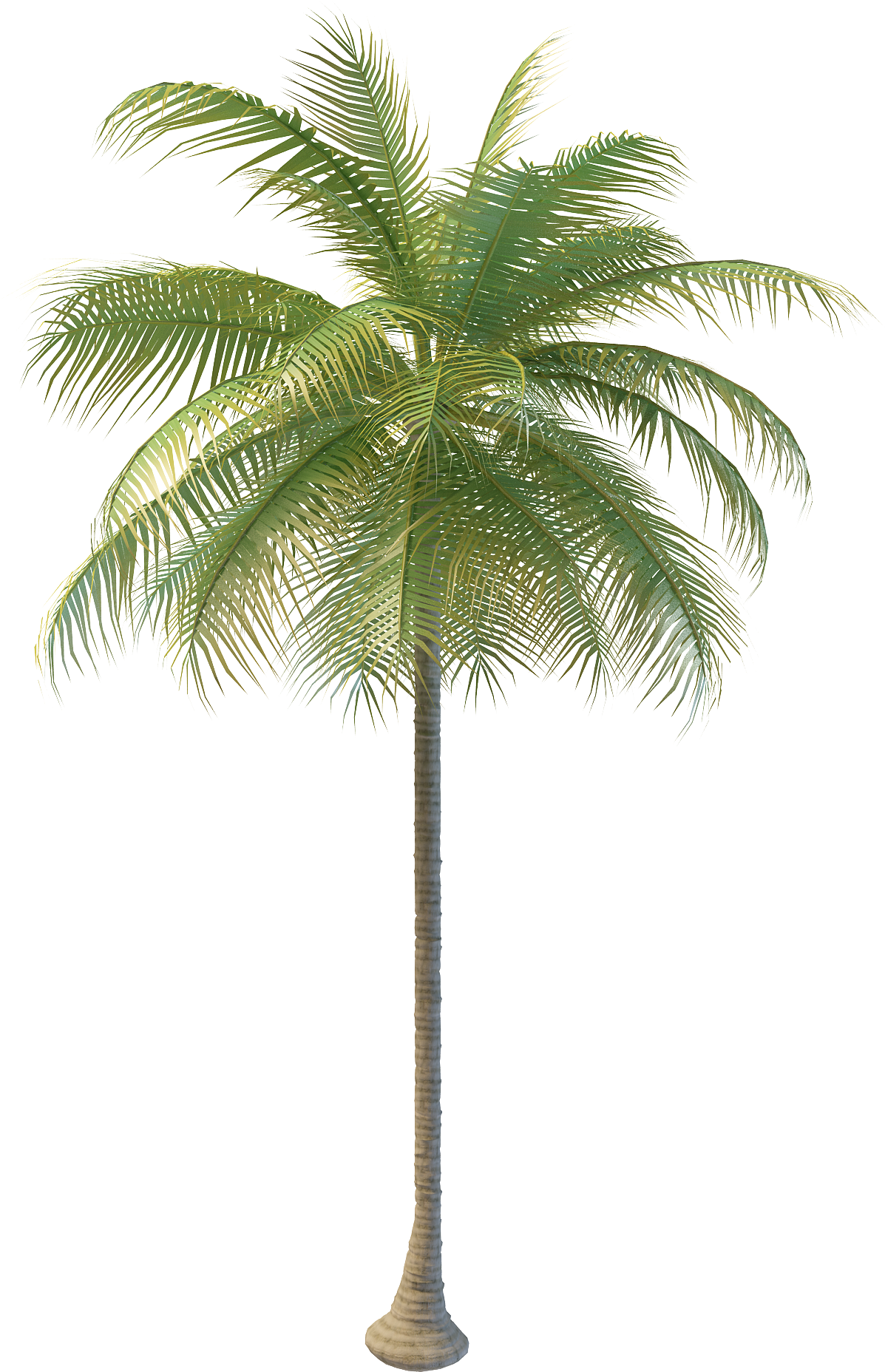Arecaceae Coconut Water Tree Nata De Coco - Arecaceae Coconut Water Tree Nata De Coco (2000x2000)