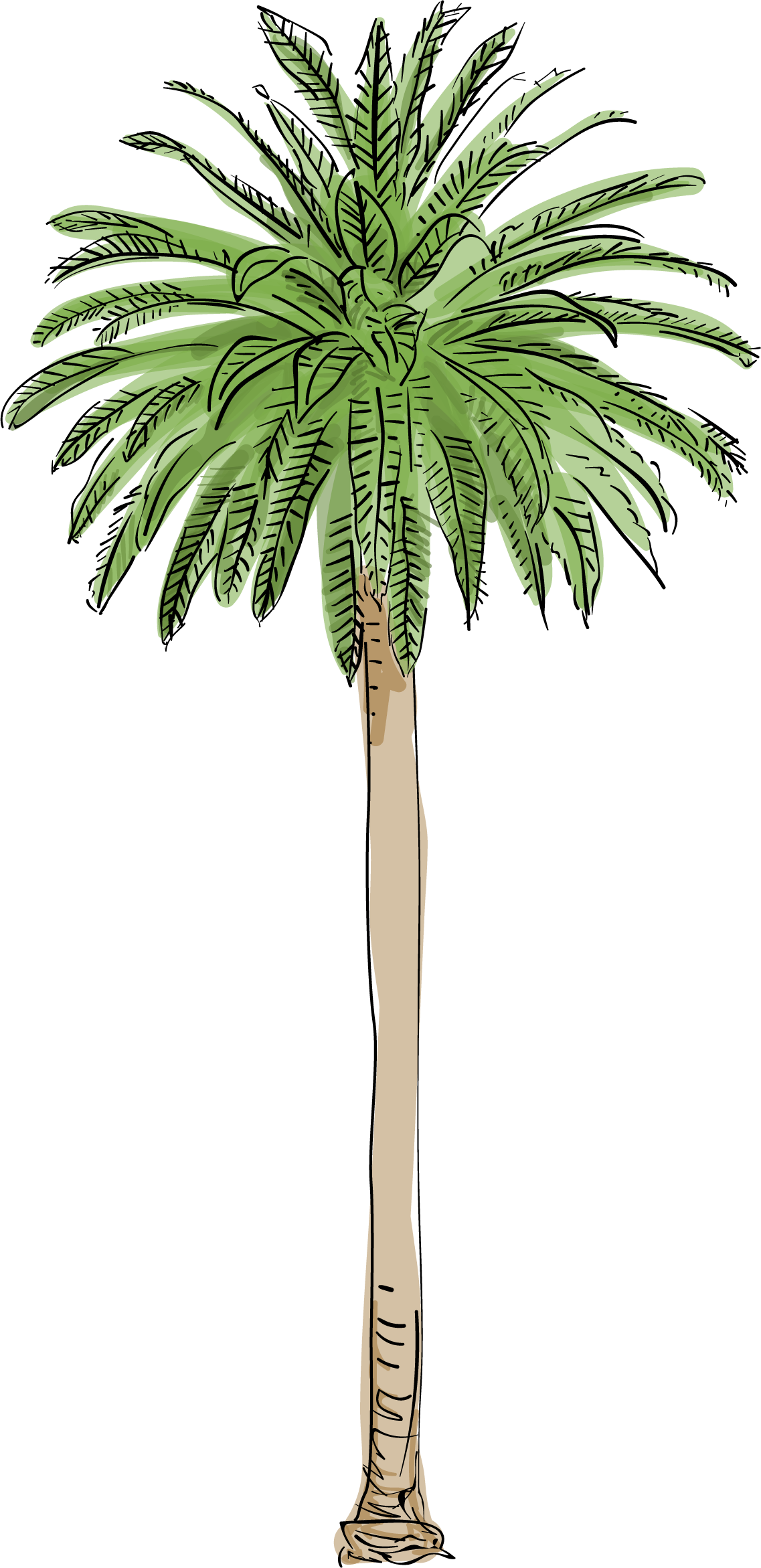 Top Palm Trees Pic L A S Are Dying And It Changing - Palm Tree Fan Shaped Leaves (1137x2343)