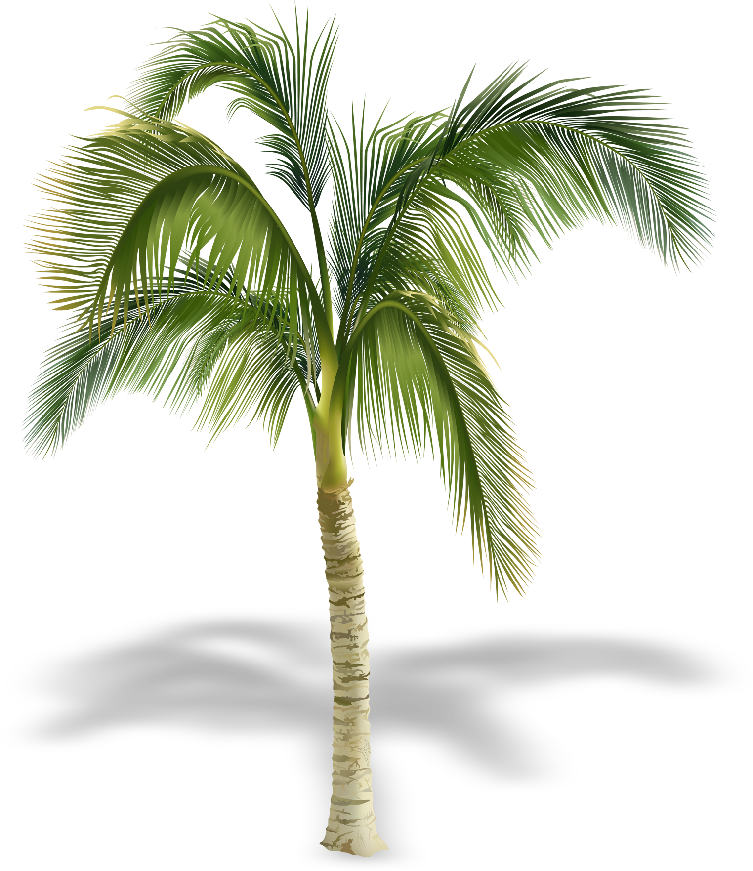 Arecaceae Stock Photography Tree Royalty-free - Palm Tree Royalty Free (1524x1763)
