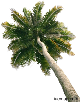 Remember The Coconut Tree,refreshing - Single Coconut Tree With Coconut Png (332x418)