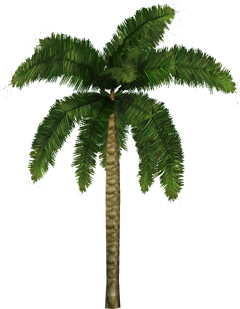 Coconut Palm - Zt2 Palm Tree (618x618)