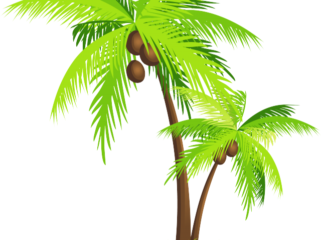 Coconut Clipart Pohon Kelapa - Coconut Tree Png (640x480)