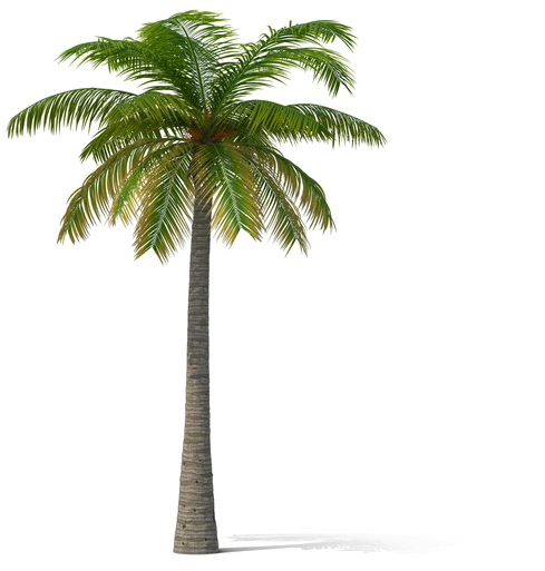Coconut Tree Transparent - Palm Trees (600x600)