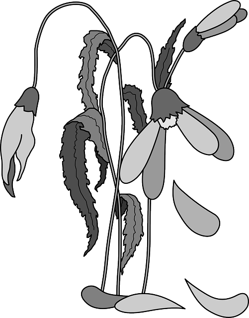 Dead, Flower, Flowers, Cartoon, Plant, Wilt, Wilted - Dead Plant Clip Art (501x640)