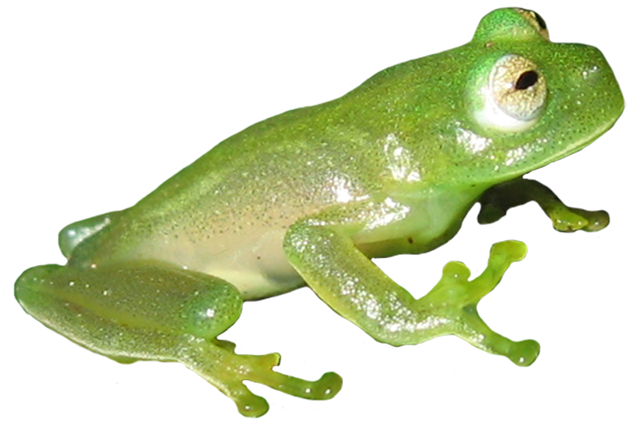 Picture Of Green Frog - Frog (709x486)