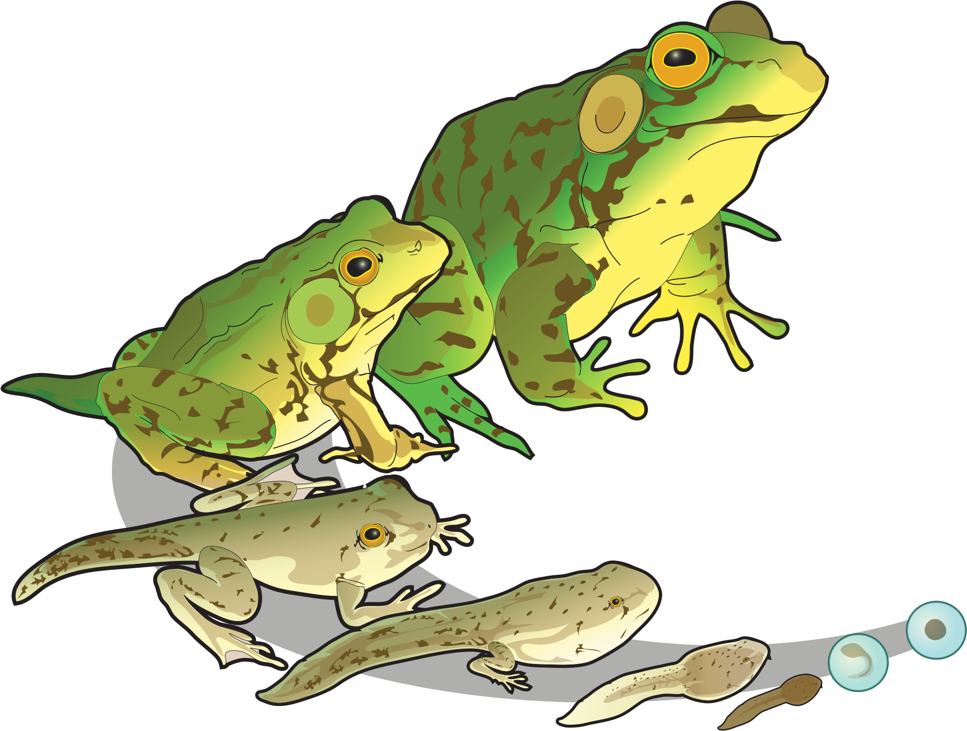 Tree Frog Svg - Growth And Development Biology (2000x1495)
