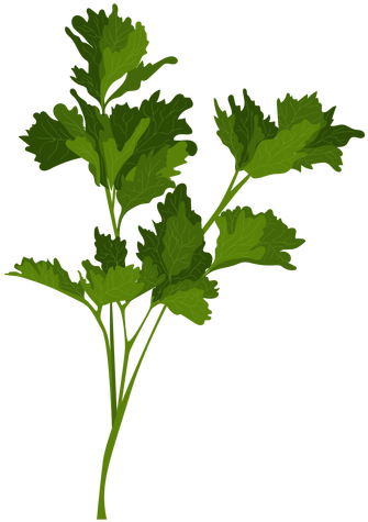 Garden Parsley Herb Illustration Transparent Png - Herb (512x512)