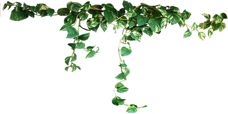 Garden Design With Plant Deviantart With Best Shrubs - Plants Transparent (900x450)