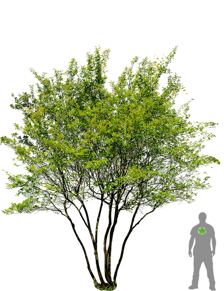 English Oak Tree Prunus Serrulata Garden Landscaping - Landscape Architecture (900x1200)