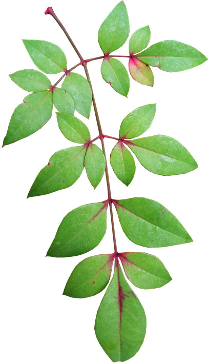 Leaves, Bamboo, Nature, Plant, Garden - Bamboo (414x720)