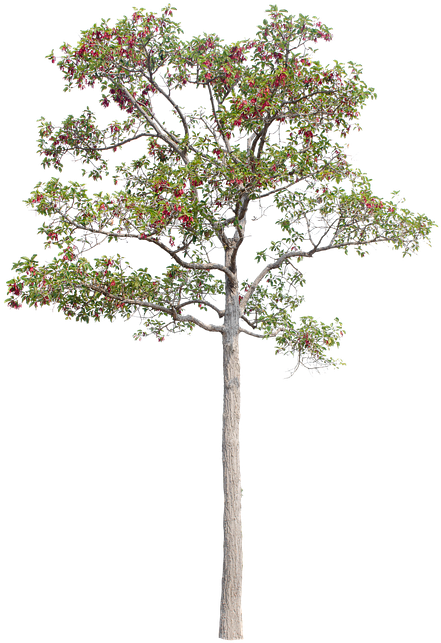 Tree, Green, Isolated, Garden, Forest, Decoration - Forest (720x720)