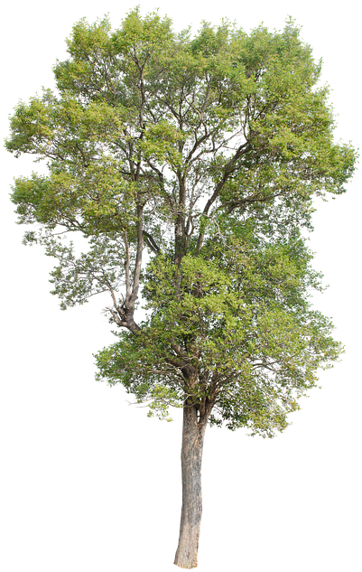 Tree, Green, Isolated, Garden, Forest, Decoration - Forest Gardening (720x720)