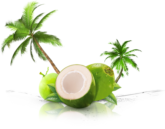 Desktop Screen Of Coconut Png Transparent Images Wallpaper - Palm Tree Clip Art (577x451)