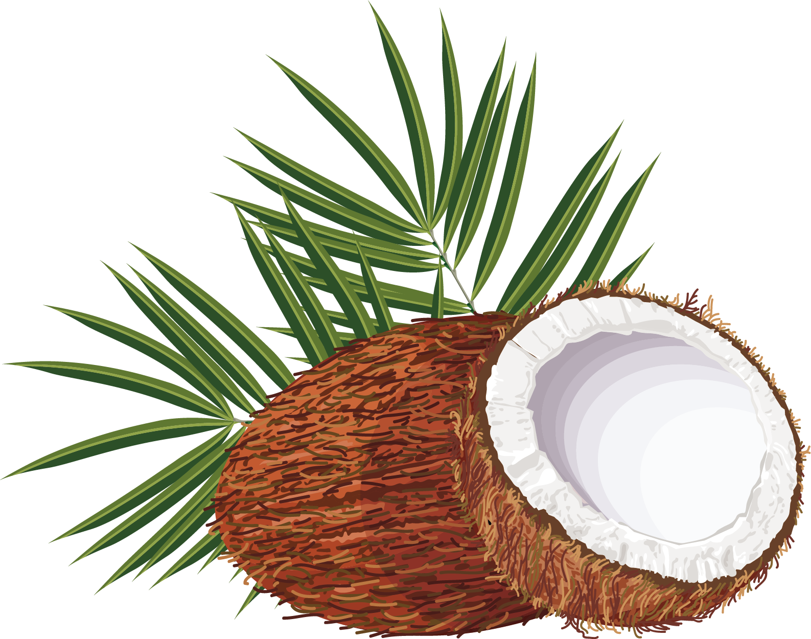 Coconut Water Arecaceae Clip Art - Coconut Vector Png (1587x1250)