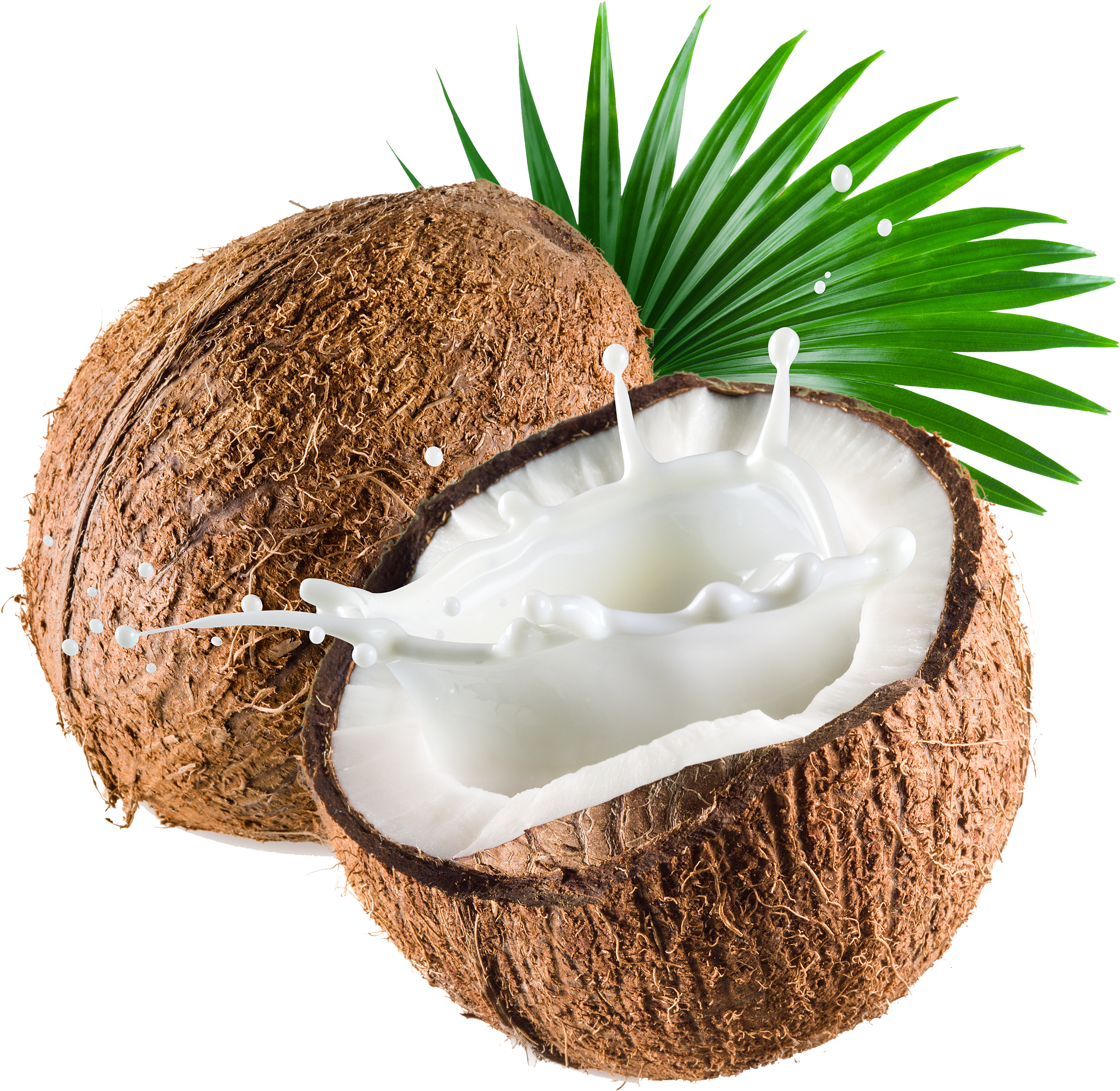 Coconut Milk Coconut Water Thai Cuisine - Coconut Stock (3191x2530)