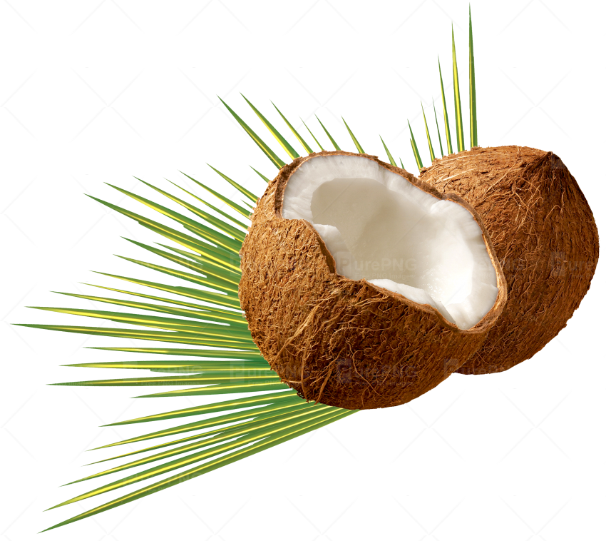 Coconut Png (850x758)