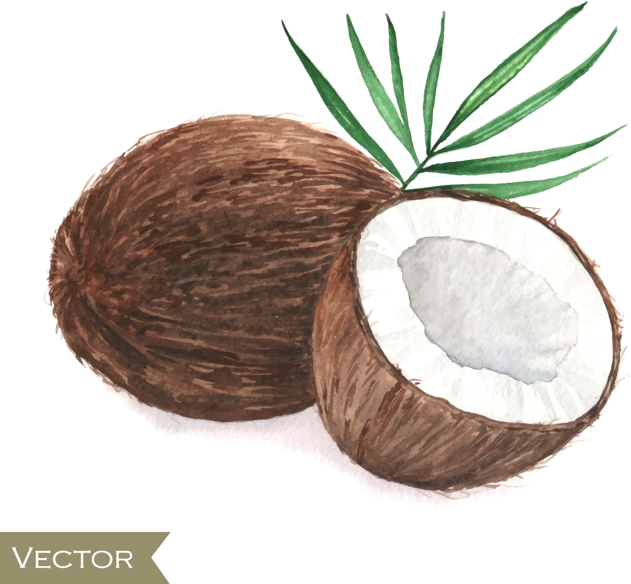 Coconut Drawing Poster Painting - Coconut Watercolor (1269x1176)