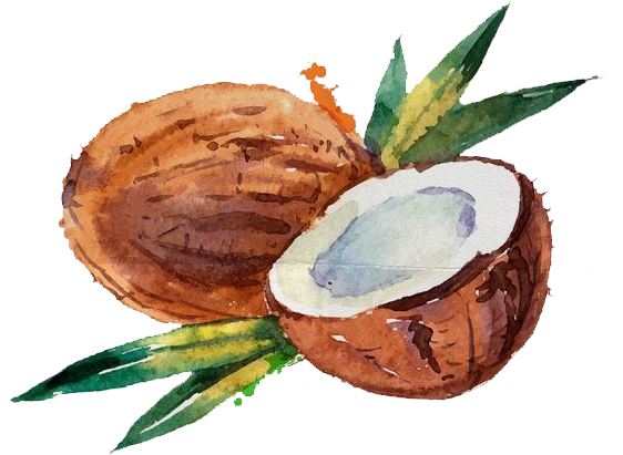Coconut Water Coconut Milk Watercolor Painting - Coconut Water Paint (600x600)