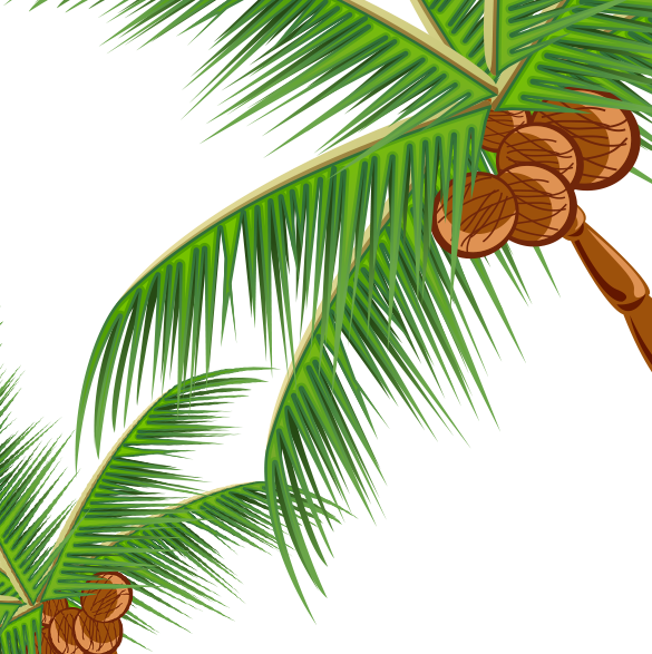 Coconut Fast Food Pine Leaf Illustration - Coconut Fast Food Pine Leaf Illustration (585x587)