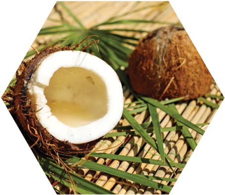 Coconut Oil - Fresh Coconut Fruit Journal By Cs Creations 9781539083498 (480x420)