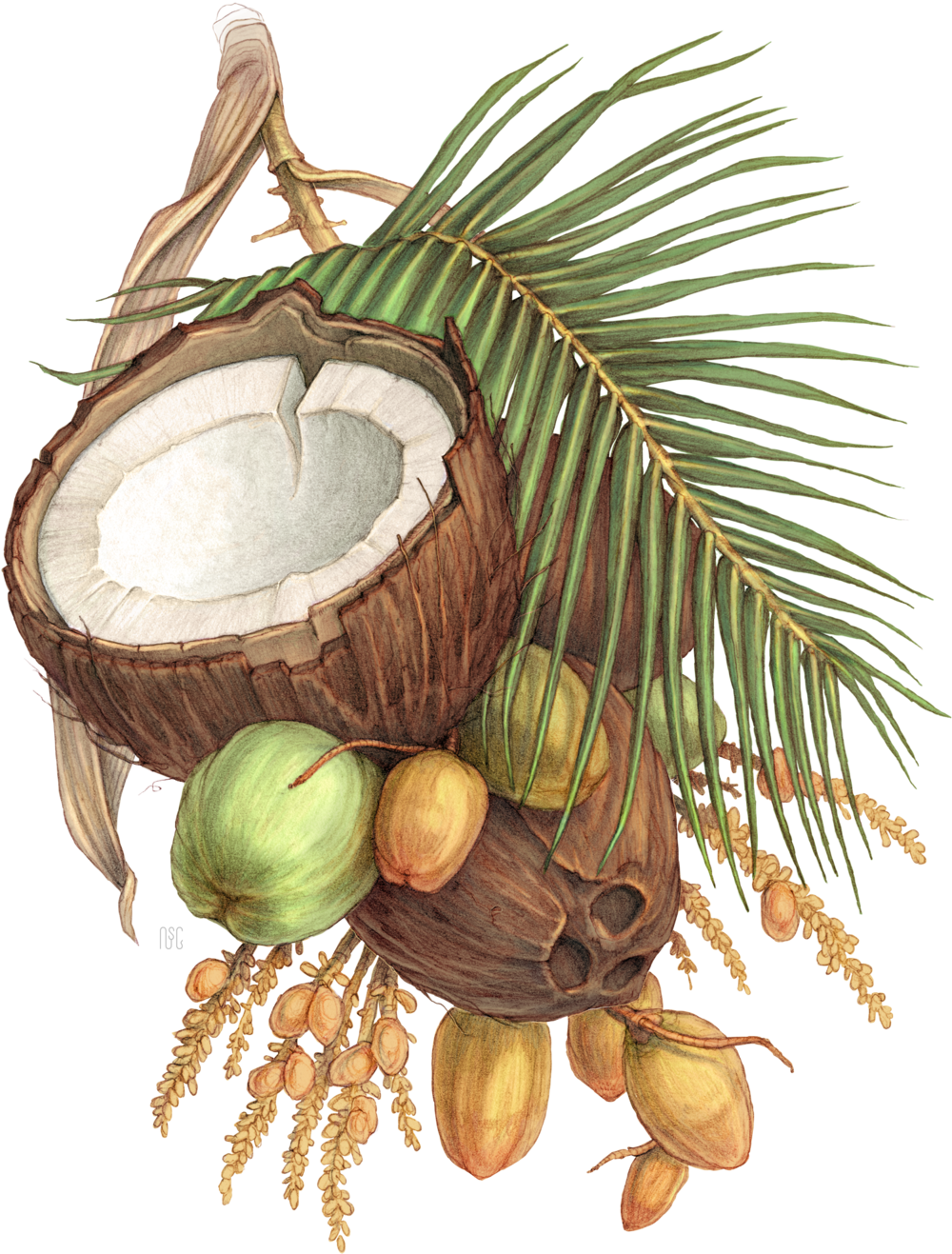 Organic Coconut Water - Organic Coconut Water (1000x1317)