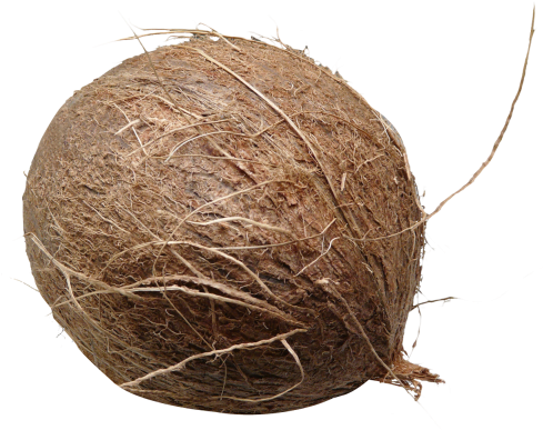 Download Coconut Png Image - Coconut (500x386)