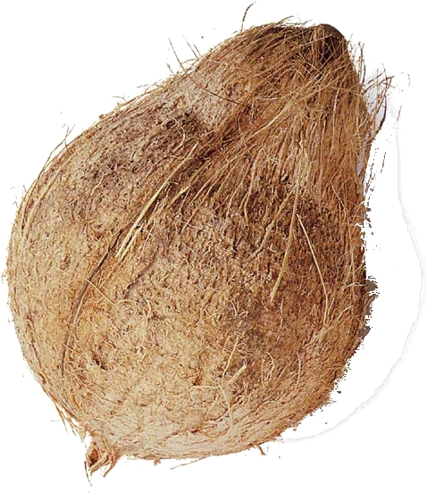 Food & Cooking - Coconut Whole (720x576)