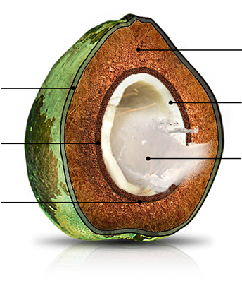 Coconut Milk - - Seed Coat Of Coconut (343x441)