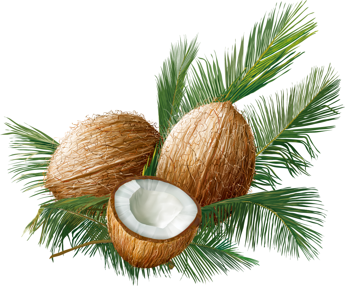 Coconut Euclidean Vector Tropical Fruit - Vector Graphics (1135x941)