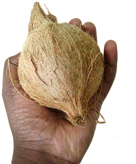 Coconut Fruit Cocos Nucifera Hand Coconut - Coconut (453x340)