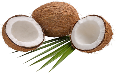 Coconut Products - 剝 殼 椰子 (570x255)