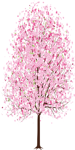 13 Oct 2014 - Cherry Blossom Tree Easy Drawing (256x512)