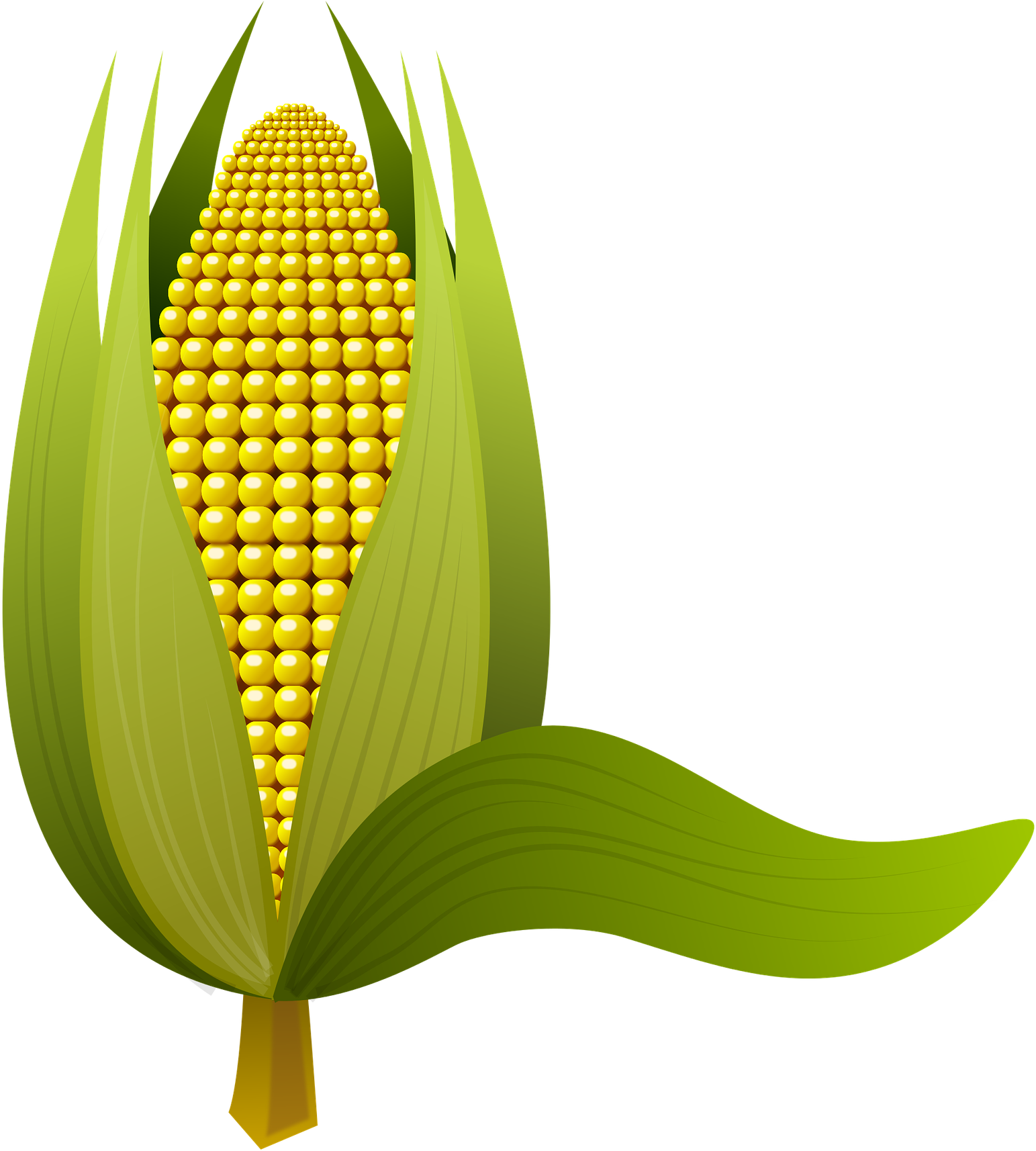 Ear Of Corn Clipart 8, - Majs Png (1766x1920)