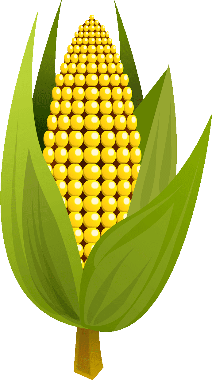 Pin Ear Of Corn Clipart - Maize (720x1280)