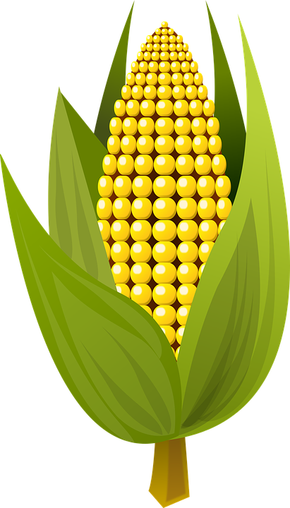 Ear Of Corn Clipart 14, - Clip Art (411x720)