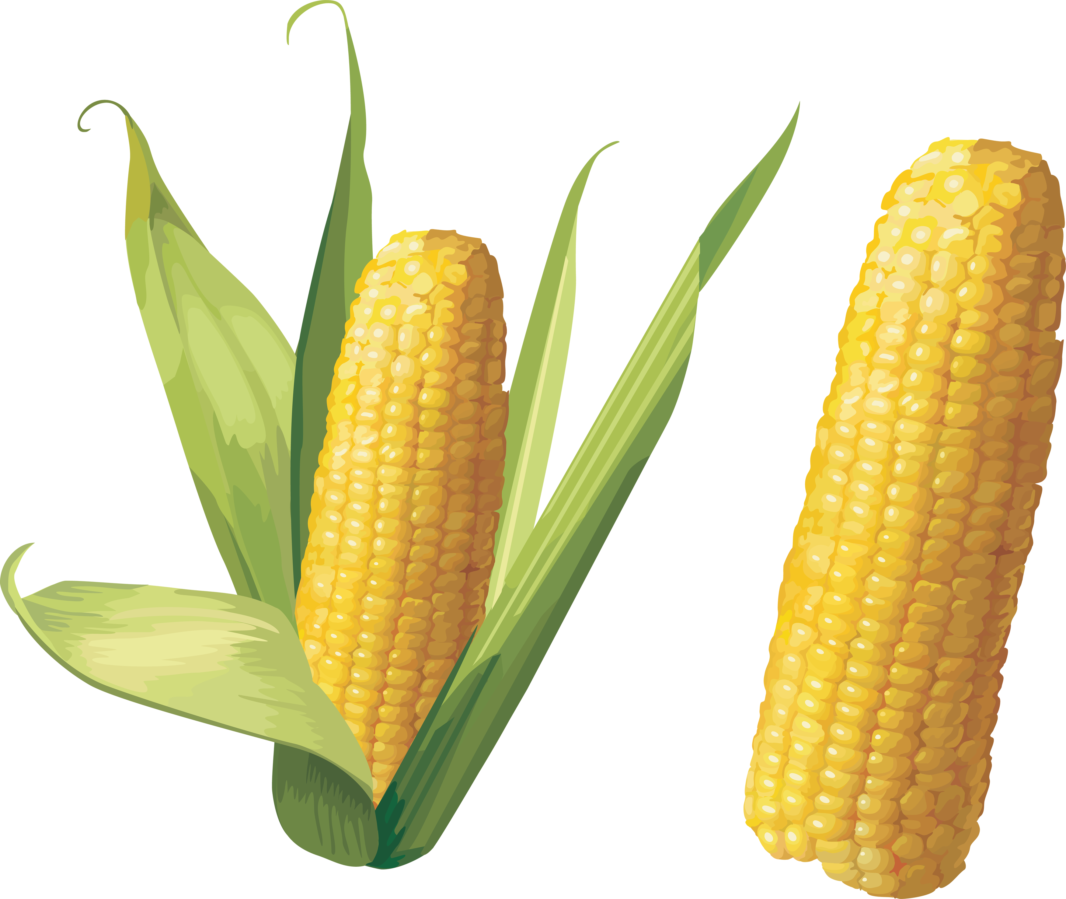 Corn Png Image - Corn Png (3504x2954)