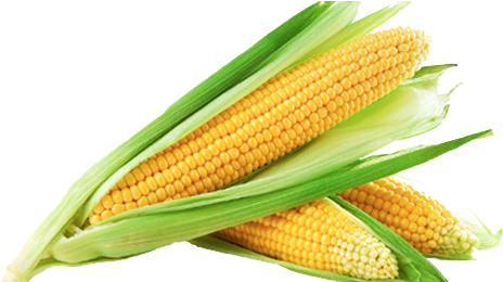 Cornfield Clipart Sweet Corn - Corn Is A Fruit Or Vegetable (612x259)