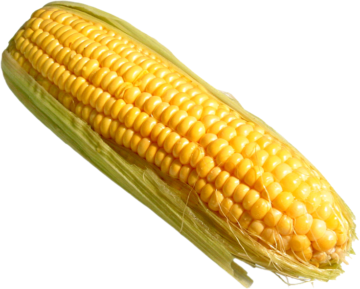 Corn - Corn On The Cob Png (1024x768)