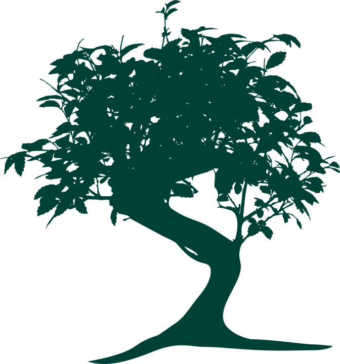 Mood Pictures, Japanese Tree, Qv - Bonsai Tree Vector Png (672x720)