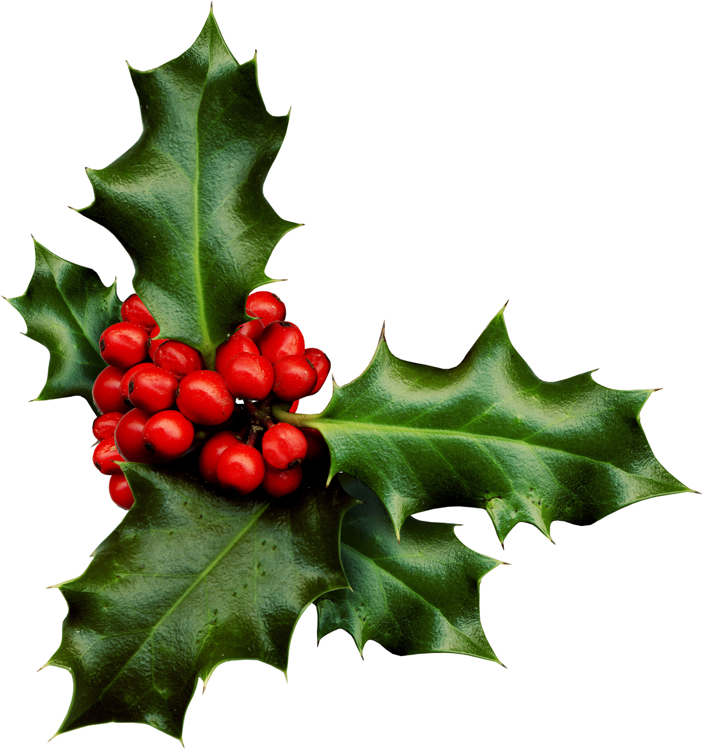 Красные ягоды символ. Остролист символ рождества. Остролист – holly. Падуб остролистный сильвер квин. Какие рождественские ягоды есть.