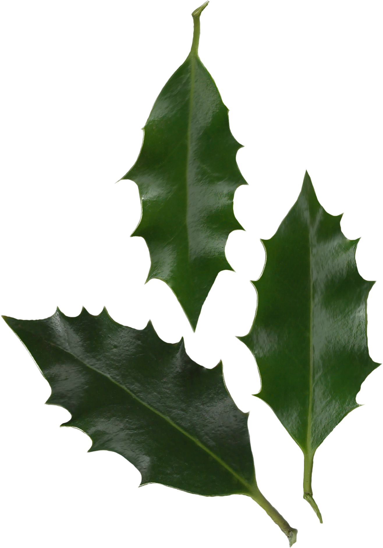 Leaves Png 16, Buy Clip Art - Ilex Altaclerensis Leaf (1359x1917)