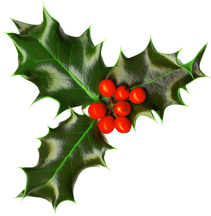 Xmas Holly Png 2 By Iamszissz - Holly Png Transparent (862x884)