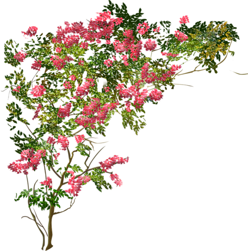 Tubes Nature - - Куст Цветов Png (494x500)