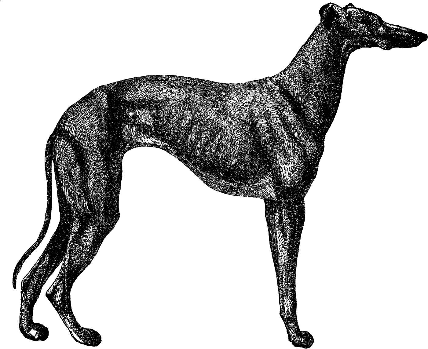 Digital Dog Greyhound Breed Clip Art Download - Grey Coonhound (1600x1291)
