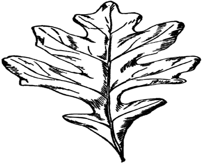 Coloring Trend Thumbnail Size Model Train Christmas - Black And White Oak Leaf (400x322)