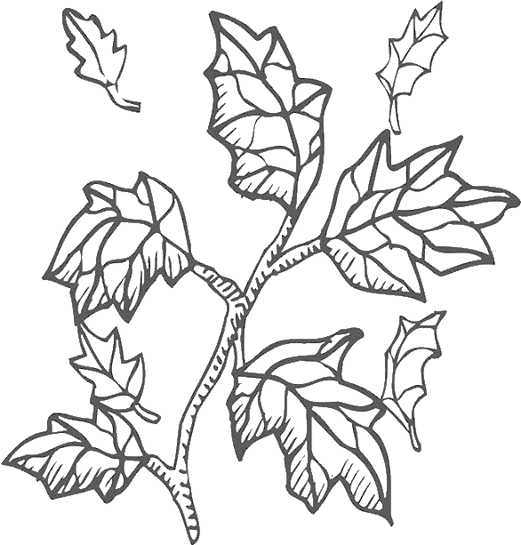 Autumn Leaf From Tree Branch Coloring Page - Coloring Book (600x775)