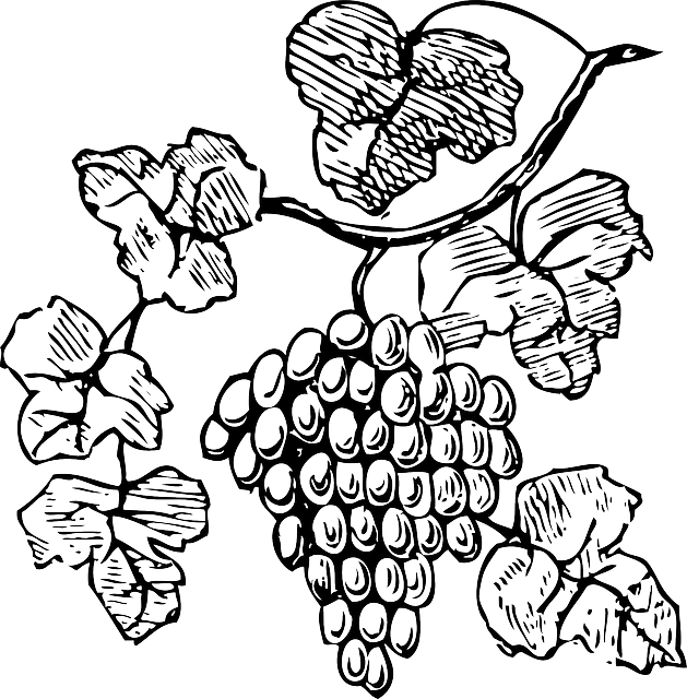 Food, Wine, Grapes, Outline, Drawing, Tree, Border - Grapes Clipart (629x640)