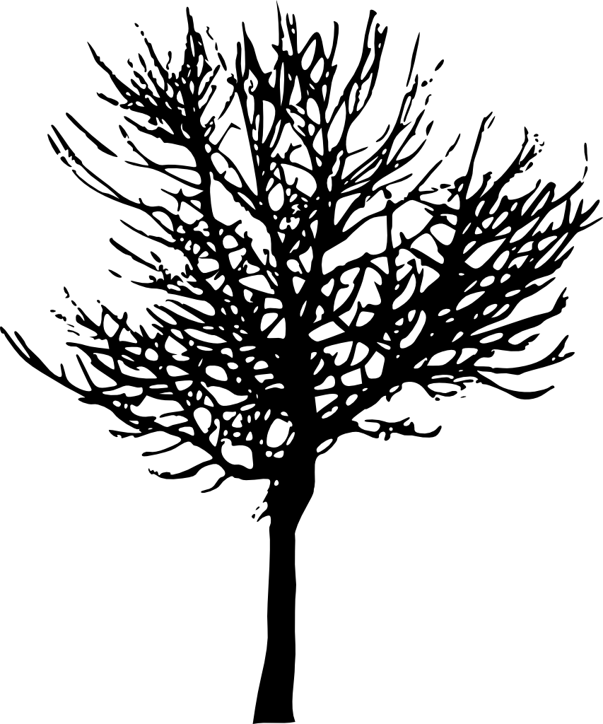 Drawn Branch Olive Branch - Transparent Background Tree (853x1024)