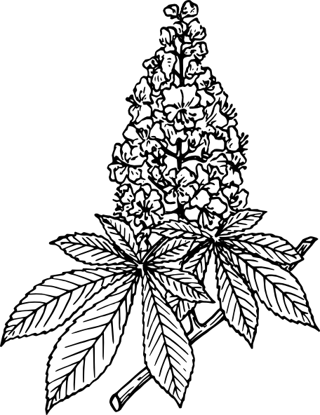 Flower Coloring Pages - Gare Do Oriente (456x592)